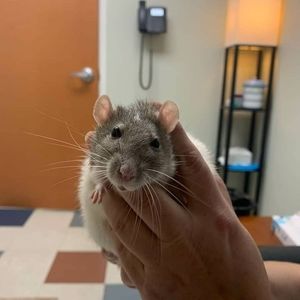 Meet your Posher, Elisabeth